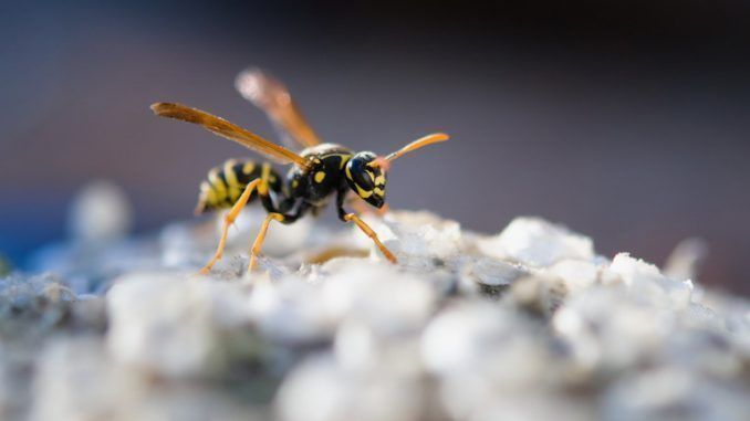 Wasp sting what to put to relieve pain